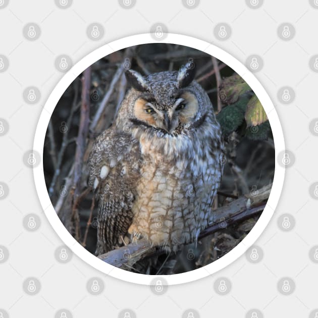 Photo Op with a Long-Eared Owl Magnet by walkswithnature